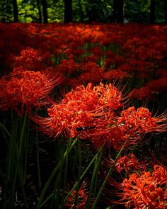 red flowers in the middle of a forest