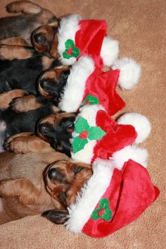 three puppies wearing christmas hats laying on the floor