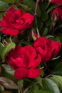 three red roses with green leaves on them