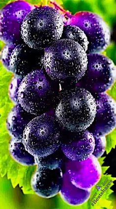 purple grapes with water droplets on them are hanging from the green leafy plant in the background