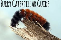 an orange and black caterpillar sitting on top of a tree branch with the caption furry caterpillar guide