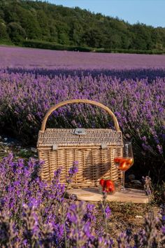 a wicker picnic basket and glass of wine on a lavender field