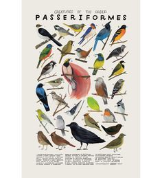 a poster with many different birds on it's back and front cover, in white frame