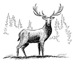 an ink drawing of a deer standing in the grass