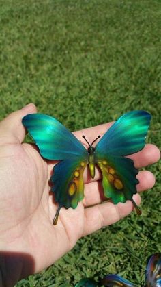 a butterfly that is sitting on someone's hand