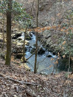 a river running through a forest filled with lots of leaf covered ground next to trees