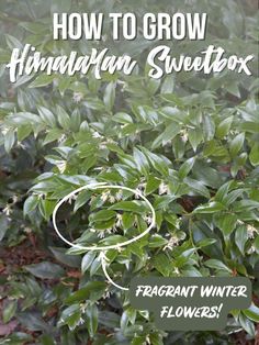 how to grow himalayan sweetfox in the winter or fall, with instructions for beginners