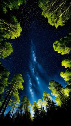 the night sky is lit up with stars and trees in the foreground, as seen from below