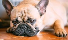 a close up of a dog laying on the floor