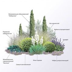 an image of the different types of plants and their names in english or russian language