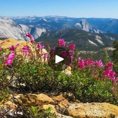 purple flowers on top of a mountain with mountains in the background