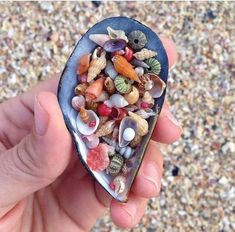 a person holding a small blue shell filled with sea shells and other marine creatures in it