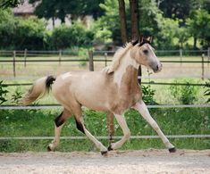 a horse is trotting in an enclosed area with trees and grass behind it