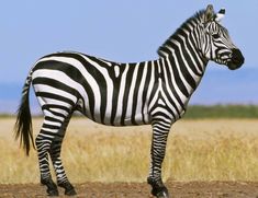 a zebra standing on top of a dry grass field