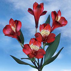 three red flowers with green leaves in front of a blue sky and white cloud background