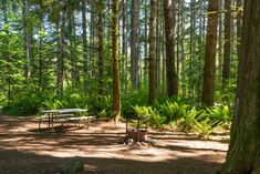 there is a picnic table in the middle of the woods with trees and ferns around it