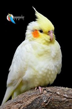 Sultan Papağanı fiyatları istanbul 13 Treasures, Cloud Meadow, Bird Makeup, Apartment Pet, Bird Breeds, Yellow Food, Budgie Parakeet, Jungle Birds