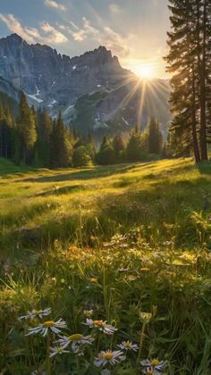 the sun shines brightly through the trees and grass in this mountain meadow with wildflowers