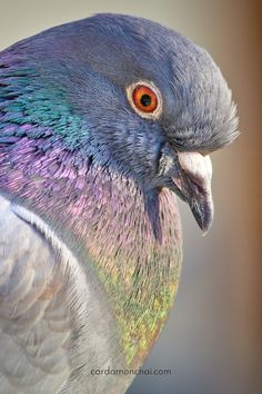 a close up of a bird with multicolored feathers