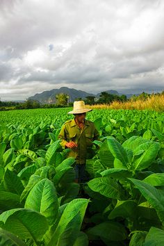 a man standing in a field with lots of green leaves