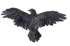 a black bird with its wings spread out