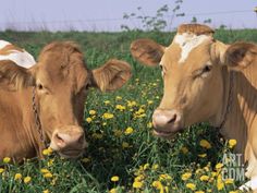 two brown and white cows laying in the grass with yellow dandelions behind them