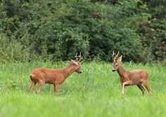 two deer standing next to each other on a lush green field