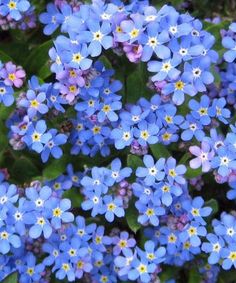 small blue flowers with green leaves in the background