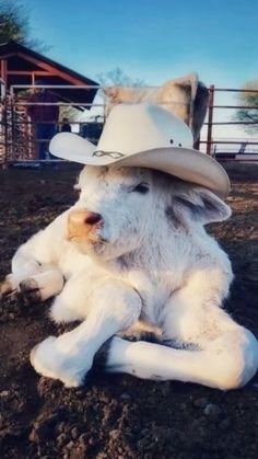 a white cow wearing a cowboy hat sitting in the middle of a dirt field with a fence behind it