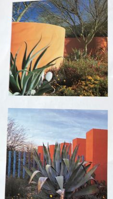 two pictures of different plants in front of a fence and building with orange walls behind them