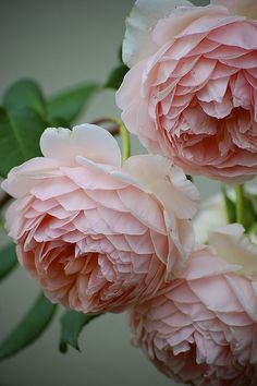 three pink flowers with green leaves in the background