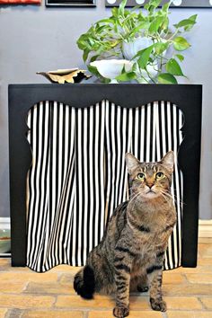 a cat sitting in front of a black and white striped bag