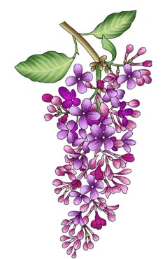 a bunch of purple flowers on a branch with green leaves and watercolor pencils