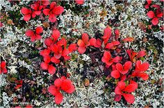 red flowers are growing in the snow on top of green plants and white lichens