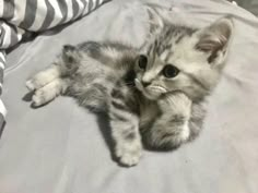 a small kitten laying on top of a bed