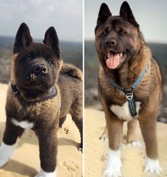 two dogs are standing on the sand and one is looking at the camera while the other looks up