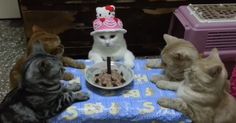 four cats sitting around a table with a cake on it and one cat wearing a birthday hat