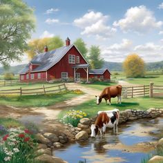 two cows drinking water from a stream in front of a red barn with a white and black cow