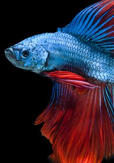 a red and blue siamese fish on a black background