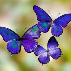 three purple butterflies flying in the air with blurry green and yellow background behind them