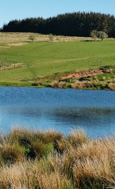 a large body of water sitting next to a lush green field