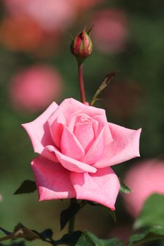 a pink rose is blooming in the garden