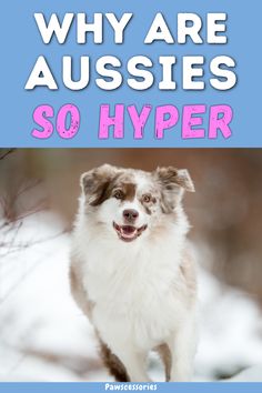 a dog with the words why are aussies so hyper?