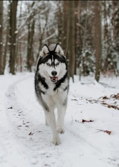 a black and white husky dog running through the snow in front of some tall trees