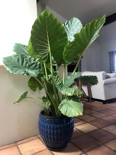 a large green plant in a blue pot on a tile floor next to a white couch