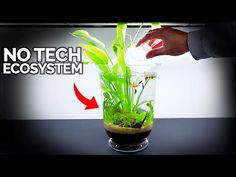 there is a plant in a glass vase with water and plants inside it that says, no tech ecosytem