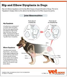 an info sheet describing how to use the dog's body and head for medical purposes