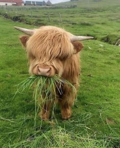 an animal with long hair eating grass in a field