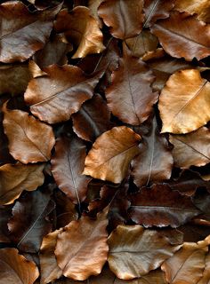 many brown leaves laying on top of each other