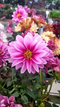 pink and yellow flowers are growing in the garden